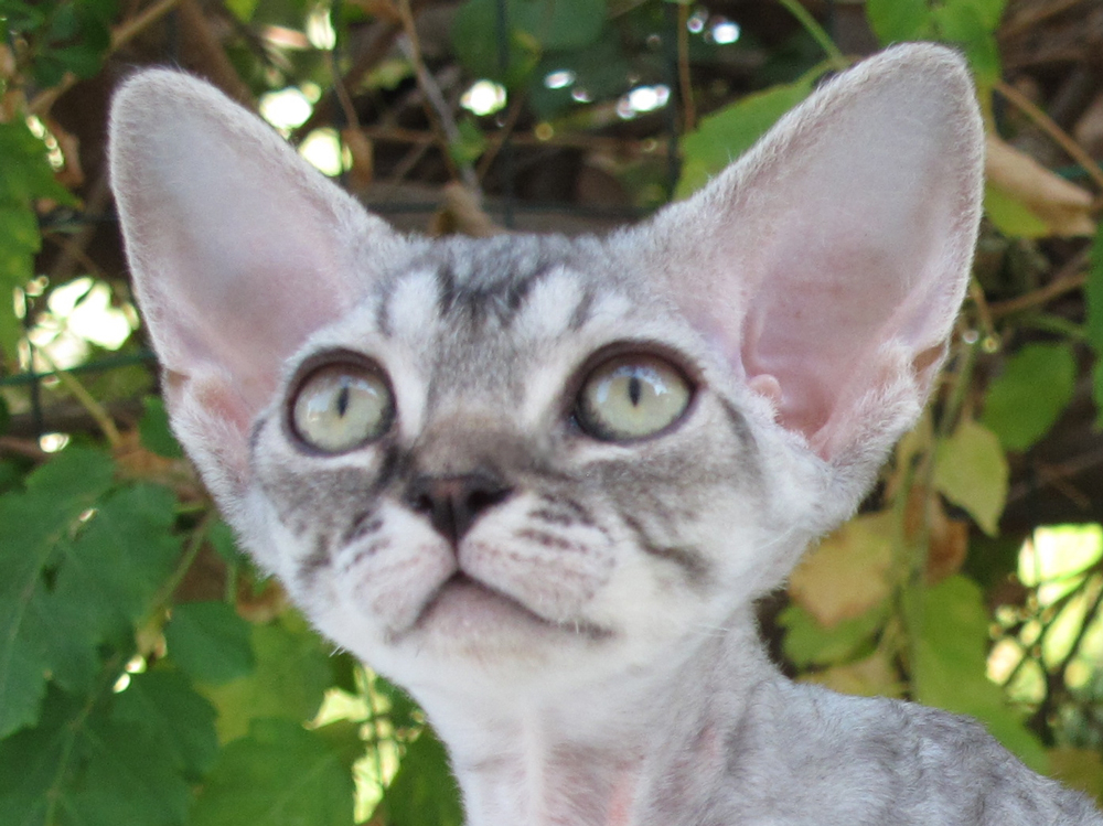 Sand Silk Lalinda,Devon Rex female Cat,Silver Tabby.More information and pictures